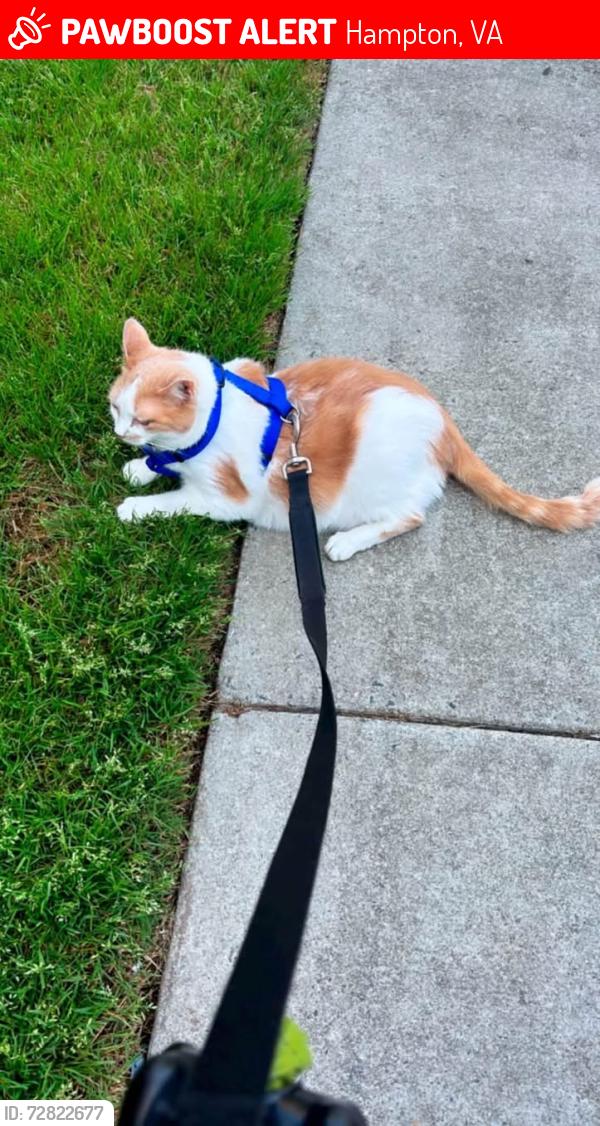 Lost Male Cat last seen Old Fox Hill Road, Jonquil Lane, King Street Hampton, Va 23669, Hampton, VA 23669