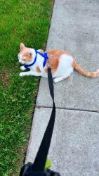 Lost Male Cat last seen Old Fox Hill Road, Jonquil Lane, King Street Hampton, Va 23669, Hampton, VA 23669