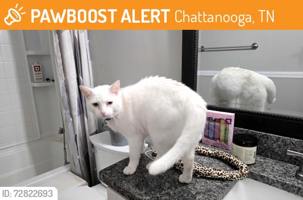 Found/Stray Male Cat last seen This beautiful boy was outside our hse from 7pm to 10pm. I brought him in because its supposed to storm. If this is your baby please let me know!! Must provide proof he is yours!, Chattanooga, TN 37421