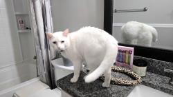 Found/Stray Male Cat last seen This beautiful boy was outside our hse from 7pm to 10pm. I brought him in because its supposed to storm. If this is your baby please let me know!! Must provide proof he is yours!, Chattanooga, TN 37421