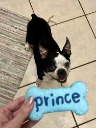 Lost Male Dog last seen Near Kissimmee post office , Kissimmee, FL 34744