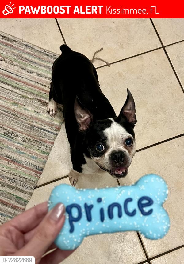 Lost Male Dog last seen Near Kissimmee post office, Kissimmee, FL 34744