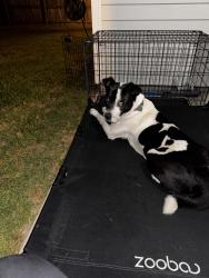 Found/Stray Female Dog last seen Stoney point and Tenter drive Fayetteville NC, Fayetteville, NC 28306