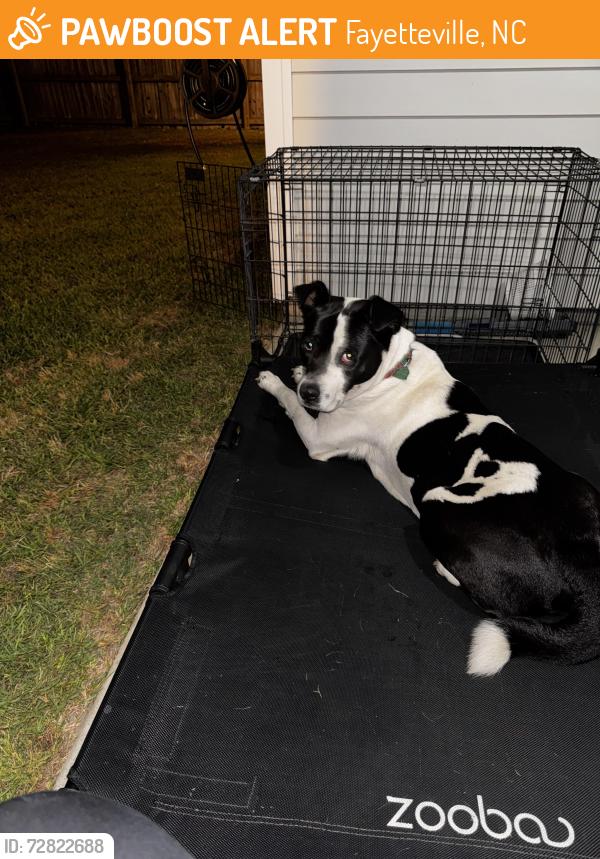 Found/Stray Female Dog last seen Stoney point and Tenter drive Fayetteville NC, Fayetteville, NC 28306