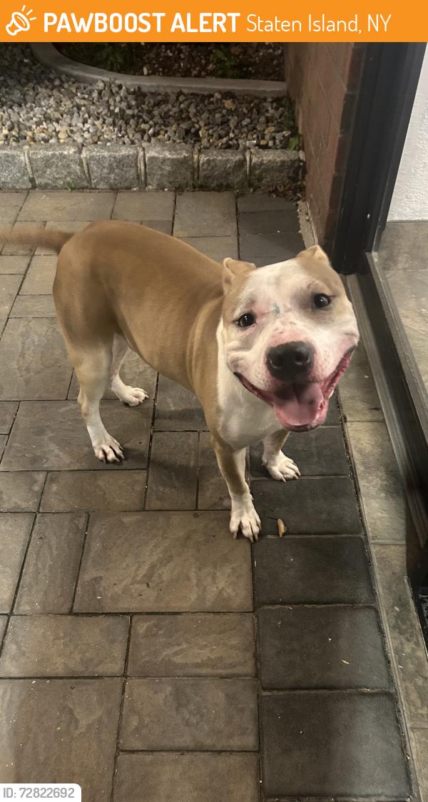 Found/Stray Male Dog last seen Forest Avenue and Clove Road , Staten Island, NY 10310