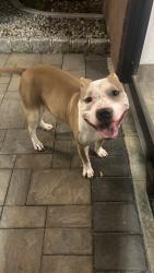 Found/Stray Male Dog last seen Forest Avenue and Clove Road , Staten Island, NY 10310