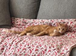 Lost Female Cat last seen Retreat Hill Way and Ardmion Park, Asheville, NC 28801