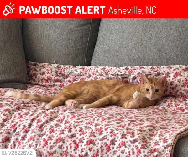 Lost Female Cat last seen Retreat Hill Way and Ardmion Park, Asheville, NC 28801
