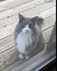 Lost Male Cat last seen Vivid ln, Windsor, CO 80550