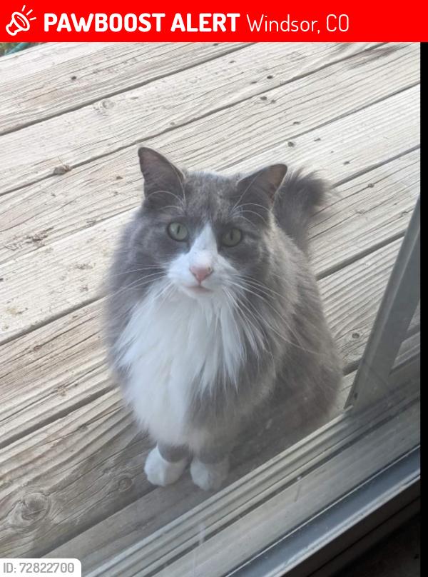 Lost Male Cat last seen Vivid ln, Windsor, CO 80550
