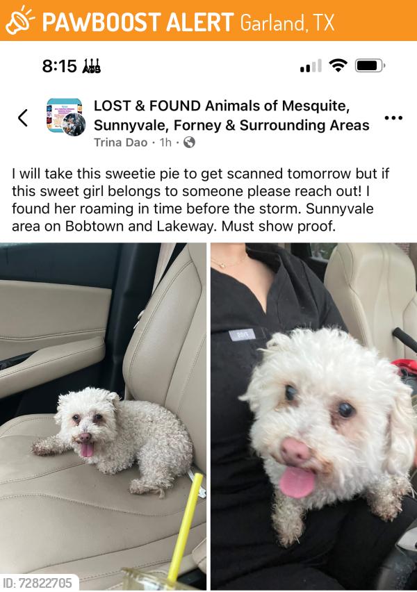 Found/Stray Female Dog last seen Lakeway and Bobtown , Garland, TX 75043