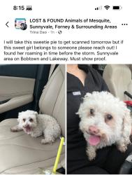 Found/Stray Female Dog last seen Lakeway and Bobtown , Garland, TX 75043