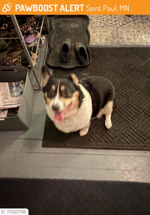 Found/Stray Male Dog last seen Frank, Saint Paul, MN 55106