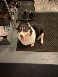 Found/Stray Male Dog last seen Frank, Saint Paul, MN 55106