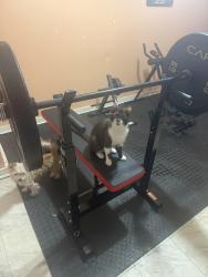Lost Male Cat last seen Chicago blvd hackberry st presa st , San Antonio, TX 78210