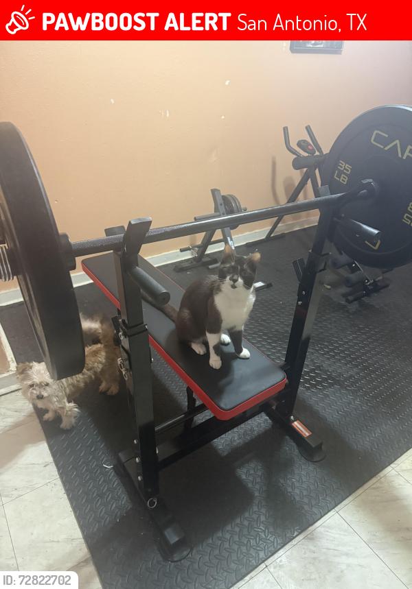 Lost Male Cat last seen Chicago blvd hackberry st presa st , San Antonio, TX 78210