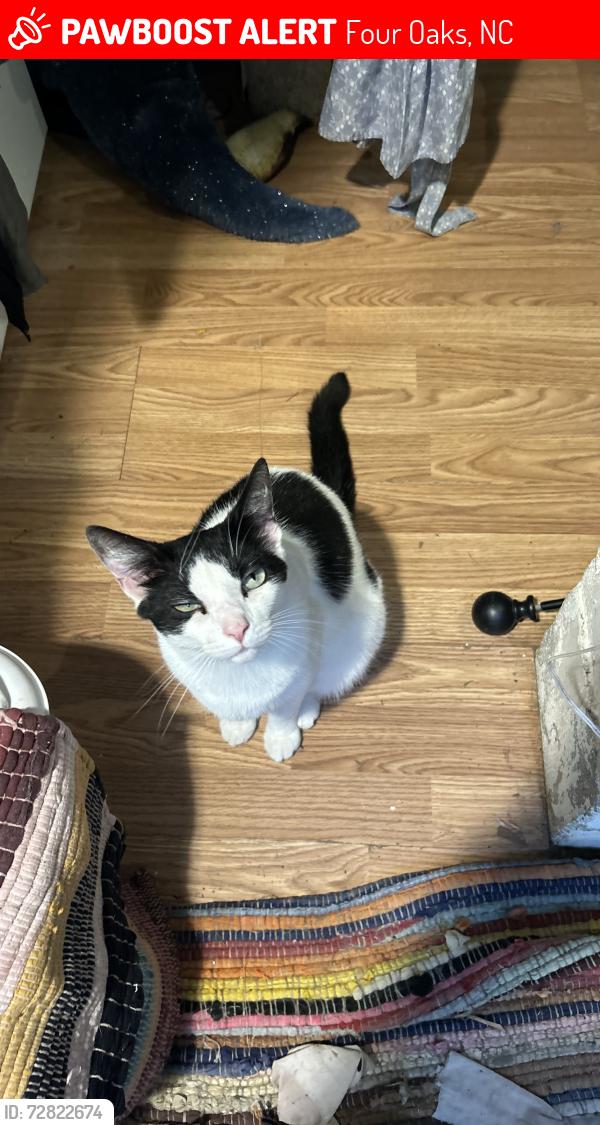 Lost Female Cat last seen Allendale Street and Keen Road, Four Oaks, NC 27524