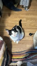Lost Female Cat last seen Allendale Street and Keen Road, Four Oaks, NC 27524