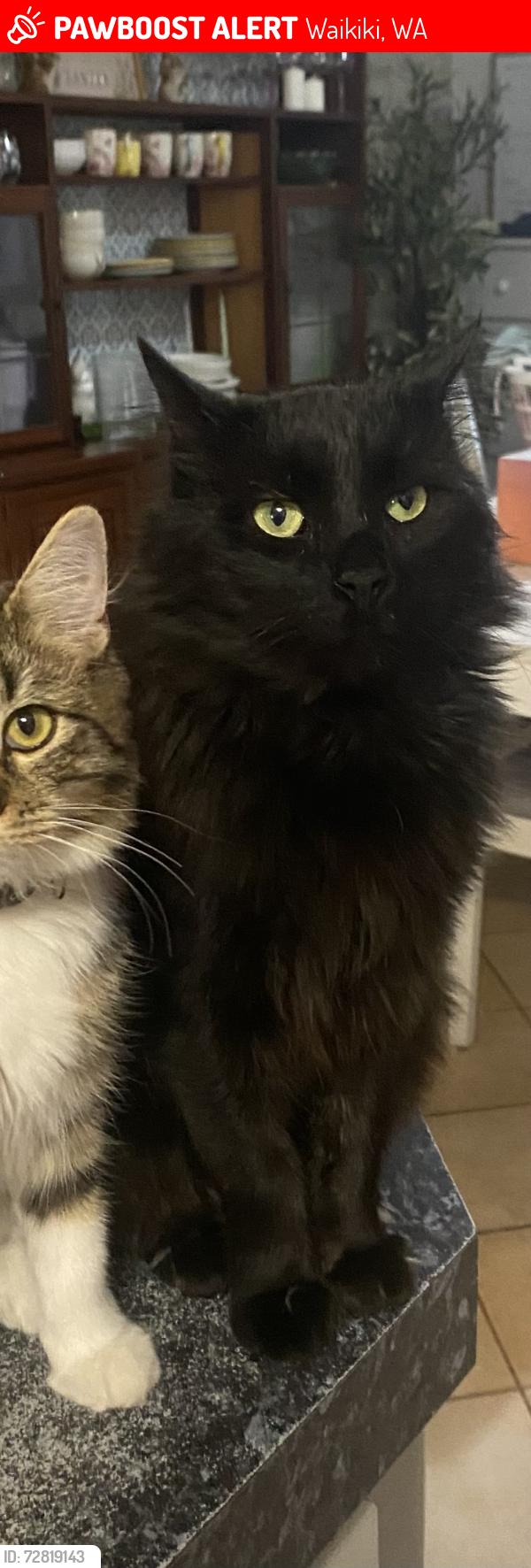 Lost Male Cat last seen Lindeman Court Waikiki, Waikiki, WA 6169