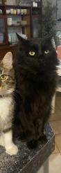Lost Male Cat last seen Lindeman Court Waikiki, Waikiki, WA 6169