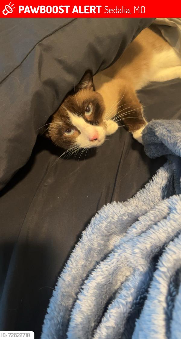 Lost Male Cat last seen Next to Sedalia mil MO post office, Sedalia, MO 65301