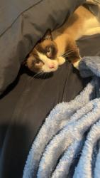 Lost Male Cat last seen Next to Sedalia mil MO post office, Sedalia, MO 65301