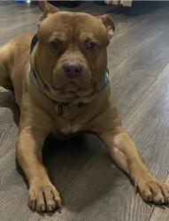 Lost Male Dog last seen Cross Ave, Elizabeth, NJ 07208