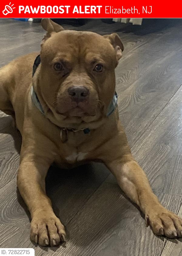 Lost Male Dog last seen Cross Ave, Elizabeth, NJ 07208