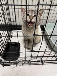 Found/Stray Male Cat last seen E 14th Street & E Aurora Ave, Des Moines, IA 50309