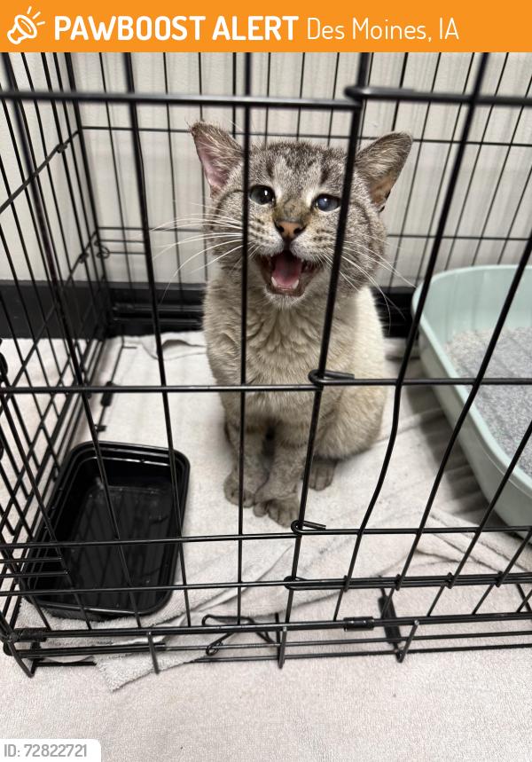 Found/Stray Male Cat last seen E 14th Street & E Aurora Ave, Des Moines, IA 50309