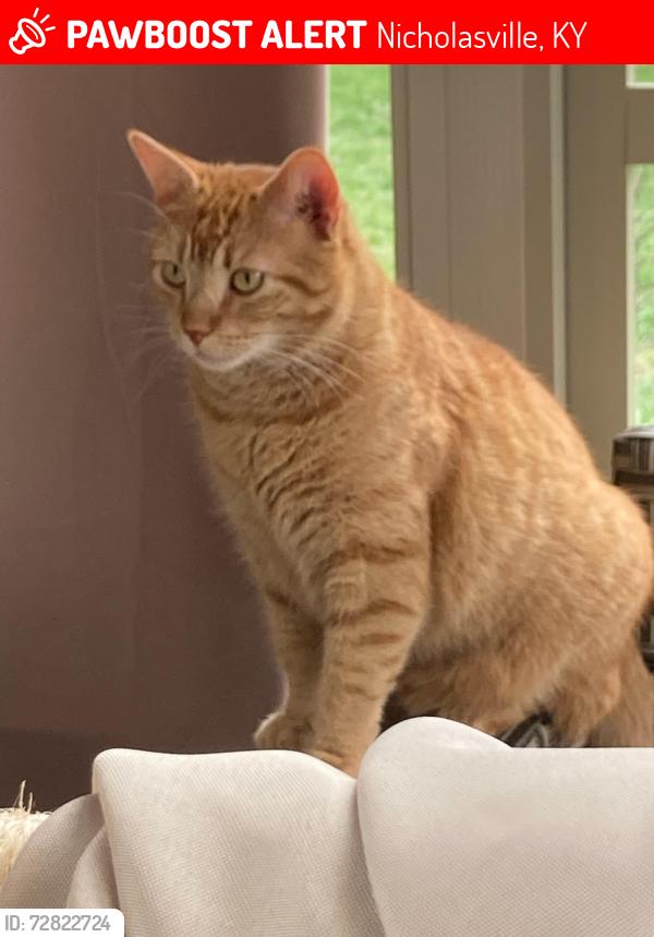 Lost Male Cat last seen Timothy drive @ Cource drive, Nicholasville, KY 40356