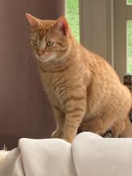 Lost Male Cat last seen Timothy drive @ Cource drive, Nicholasville, KY 40356