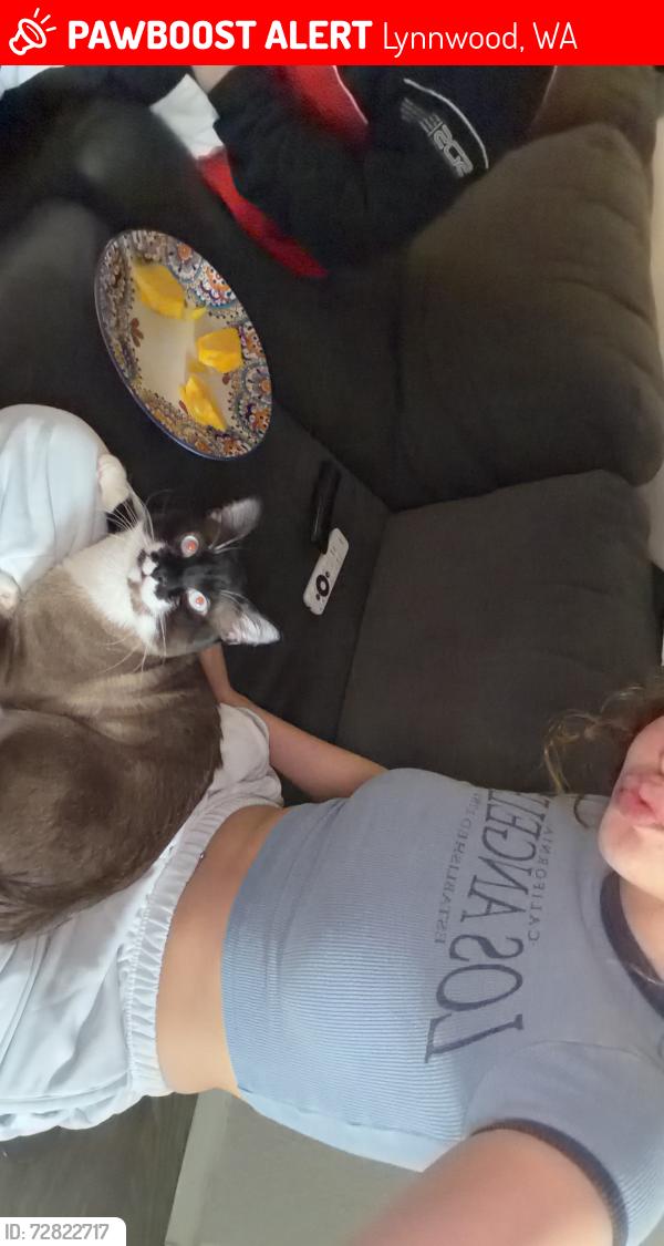 Lost Male Cat last seen Near 36th ave w Lynwood , Lynnwood, WA 98036