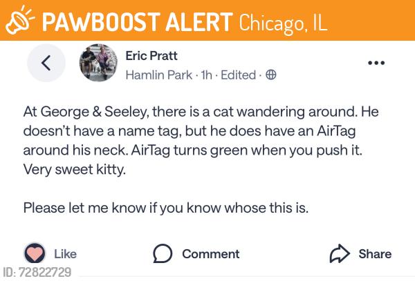 Found/Stray Unknown Cat last seen Hamlin Park, Chicago, IL 60618