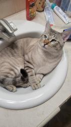 Lost Male Cat last seen Verner and Dawn, La Palma, CA, La Palma, CA 90623