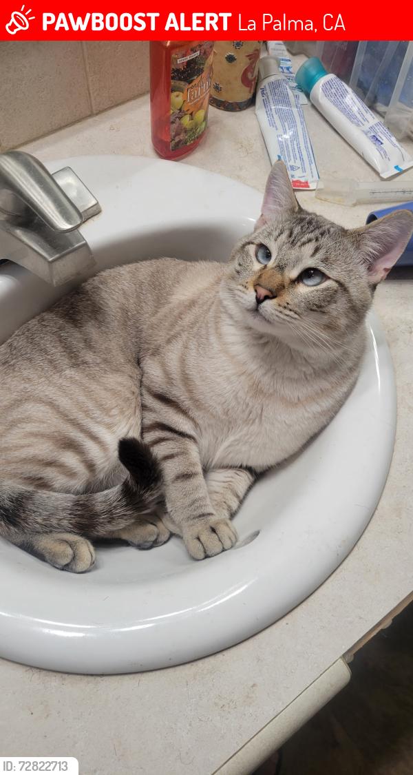 Lost Male Cat last seen Verner and Dawn, La Palma, CA, La Palma, CA 90623