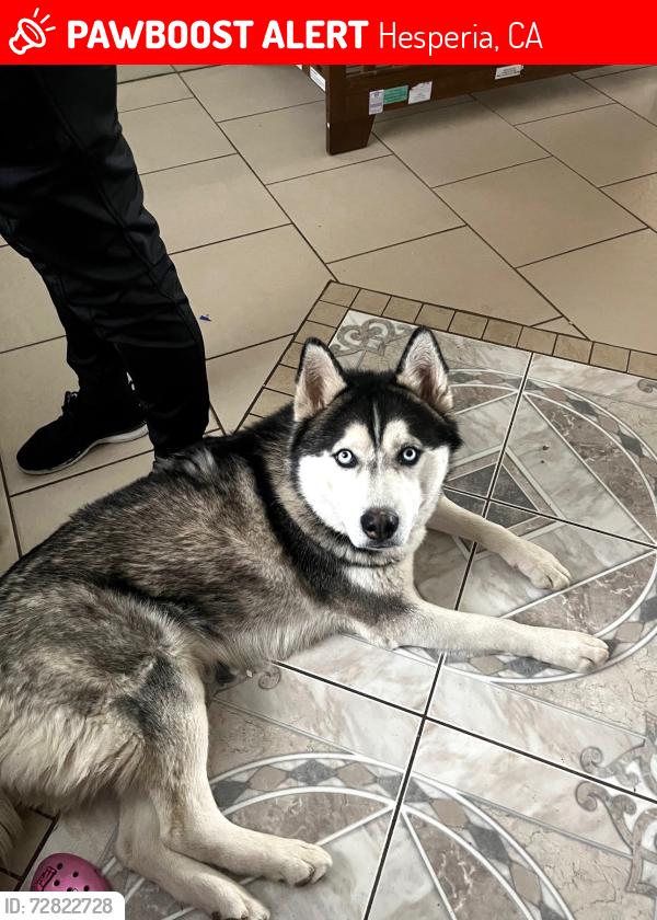 Lost Male Dog last seen bear valley, Hesperia, CA 92345