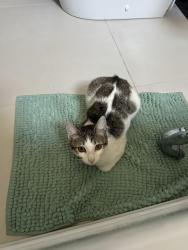 Lost Female Cat last seen 18th Ave / 67th street, Brooklyn, NY 11204