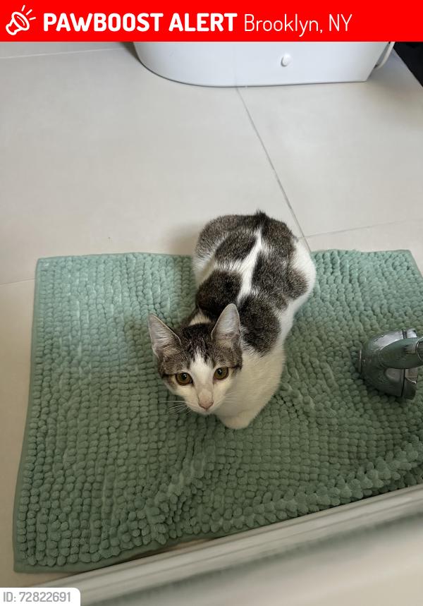 Lost Female Cat last seen 18th Ave / 67th street, Brooklyn, NY 11204