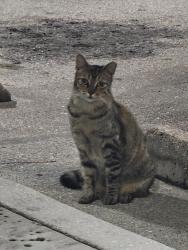Found/Stray Unknown Cat last seen Tropical Financial Credit Union, West Palm Beach, FL 33411