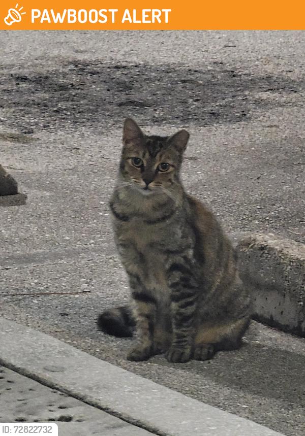 Found/Stray Unknown Cat last seen Tropical Financial Credit Union, West Palm Beach, FL 33411