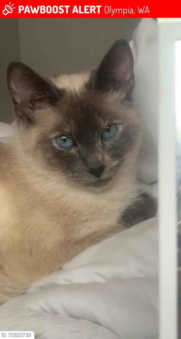 Lost Male Cat last seen Fern Street SW & Ninth Ave SW, Olympia, WA 98502
