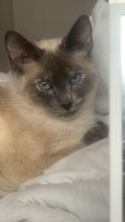 Lost Male Cat last seen Fern Street SW & Ninth Ave SW, Olympia, WA 98502