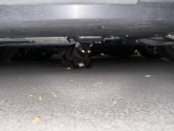 Found/Stray Unknown Cat last seen Near 92nd Street , Scottsdale, AZ 85260