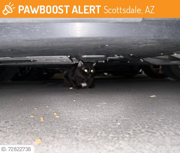 Found/Stray Unknown Cat last seen Near 92nd Street , Scottsdale, AZ 85260
