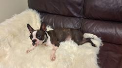 Found/Stray Female Dog last seen Walnut Hills Highschool , Cincinnati, OH 45206
