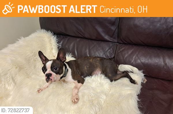 Found/Stray Female Dog last seen Walnut Hills Highschool , Cincinnati, OH 45206