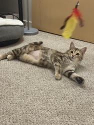 Lost Female Cat last seen SSM Health Therapy Services, Madison, WI 53715