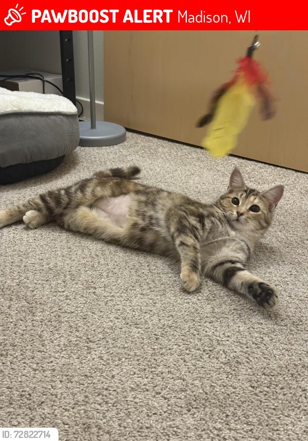 Lost Female Cat last seen SSM Health Therapy Services, Madison, WI 53715