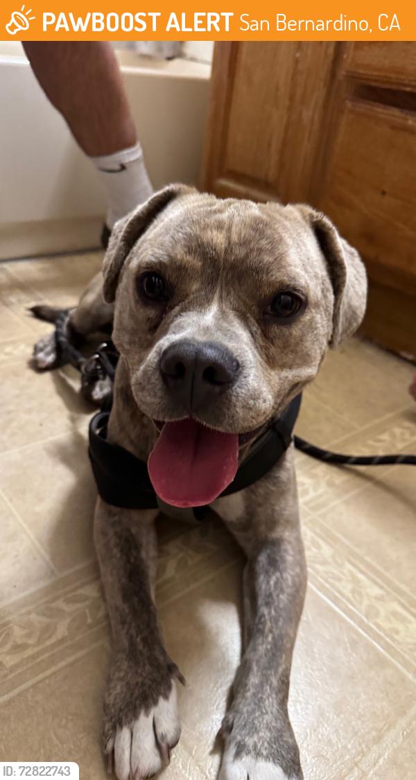 Found/Stray Male Dog last seen W Highland Ave & N E St, San Bernardino, CA 92405
